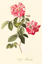 Rosa Mundi